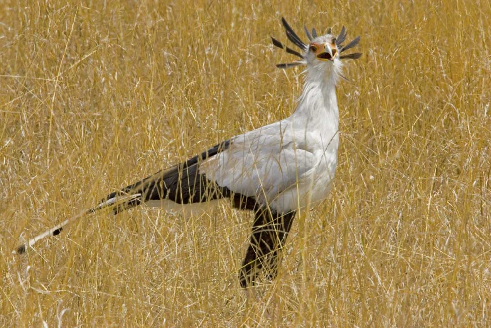 Kenya Secretary bird in tall grass